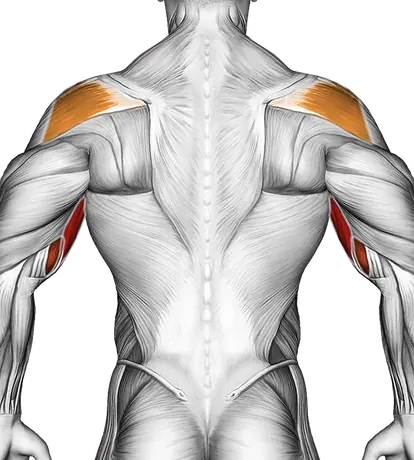 Barbell Drag Curl — Muscles worked: Biceps, Front delts, Rear delts, Forearms (Back)