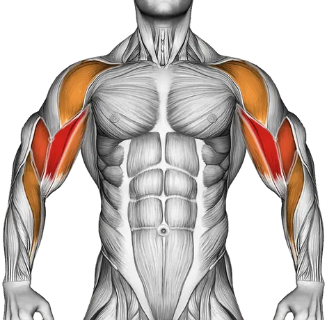 Barbell Drag Curl — Muscles worked: Biceps, Front delts, Rear delts, Forearms (Front)
