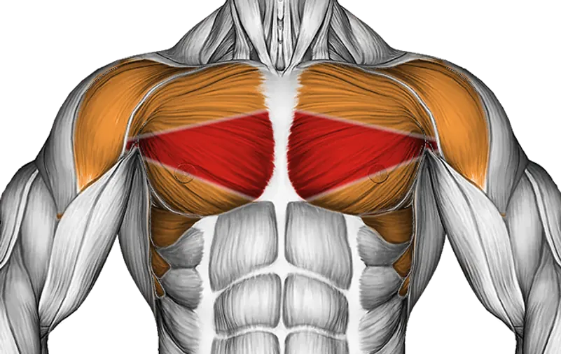 Lever Pec Deck Fly — Muscles worked: Chest, Serratus, Front delts