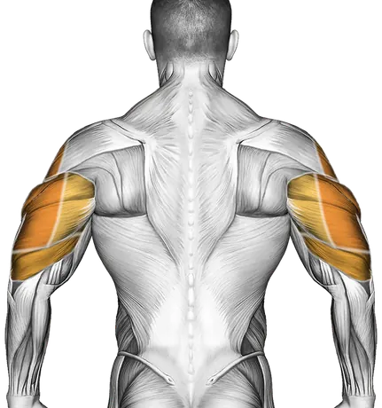 Overhead Press Form: How to Press Overhead Safely — Muscles worked: Front delts, Serratus, Side delts, Triceps, Chest (Back)
