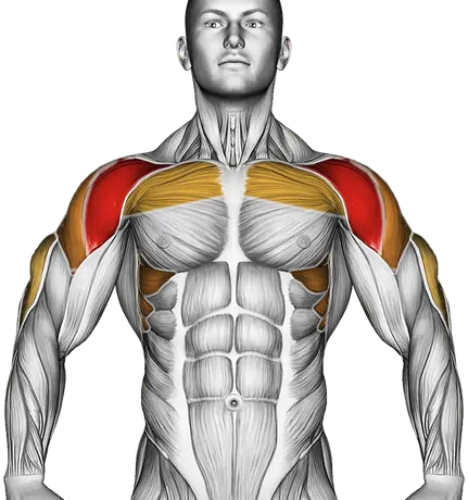 Overhead Press Form: How to Press Overhead Safely — Muscles worked: Front delts, Serratus, Side delts, Triceps, Chest (Front)