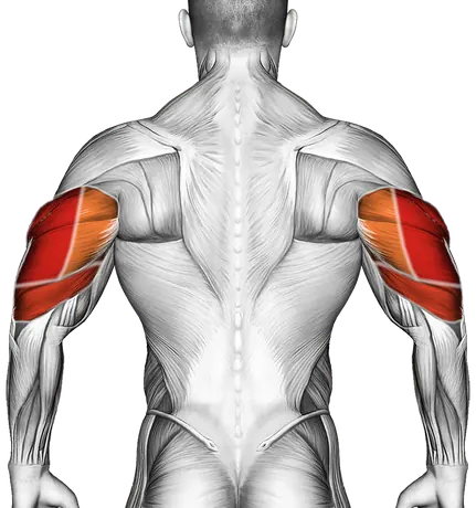 Cable Kickback — Muscles worked: Triceps (Back)