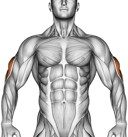 Cable Kickback — Muscles worked: Triceps (Front)