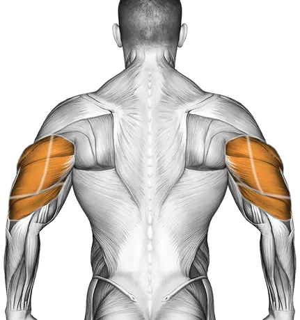 Band Thruster — Muscles worked: Front delts, Triceps (Back)