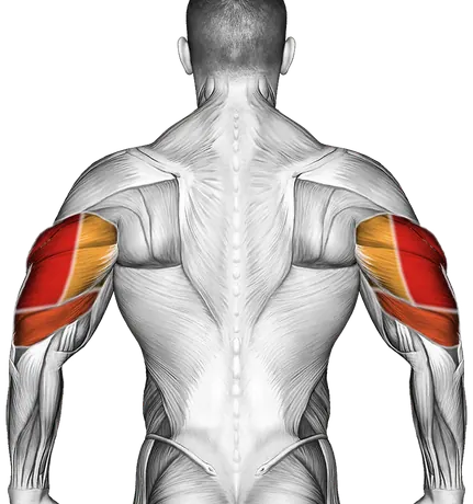 Dumbbell One Arm Triceps Extension (on Bench) — Muscles worked: Triceps, Front delts (Back)