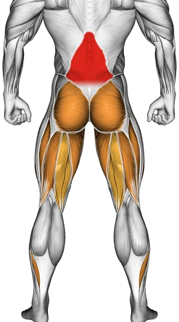 Smith Deadlift — Muscles worked: Lower back, Glutes, Quadriceps, Adductors, Hamstrings, Calves (Back)