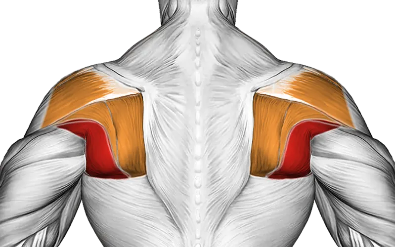 Cable Standing Shoulder External Rotation — Muscles worked: Lats, Rear delts, Upper back