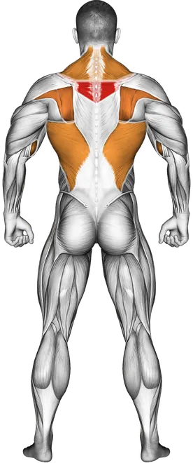 Barbell Incline Row — Muscles worked: Upper back, Lats, Traps, Biceps, Forearms, Tibialis (Back)
