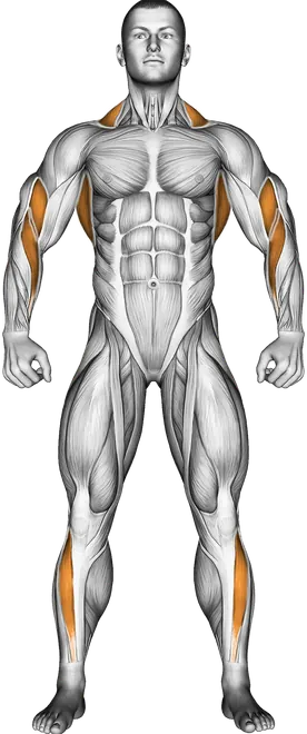 Barbell Incline Row — Muscles worked: Upper back, Lats, Traps, Biceps, Forearms, Tibialis (Front)