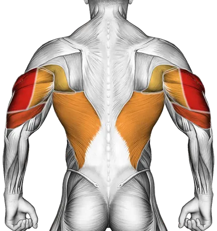 Assisted Triceps Dip (Kneeling) — Muscles worked: Triceps, Chest, Lats (Back)