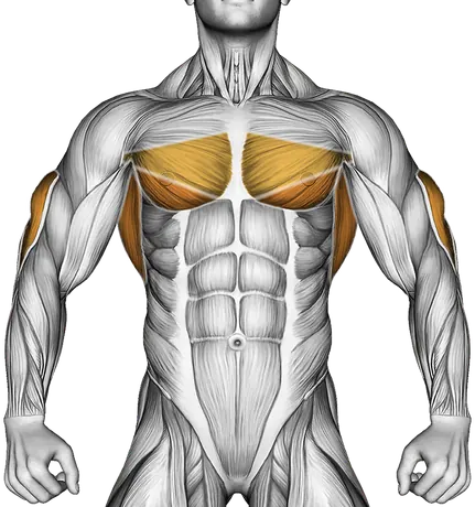 Assisted Triceps Dip (Kneeling) — Muscles worked: Triceps, Chest, Lats (Front)