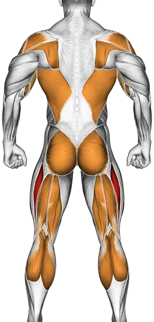 Walk Elliptical Cross Trainer — Muscles worked: Quadriceps, Chest, Front delts, Side delts, Rear delts, Lats, Upper back, Biceps, Forearms, Glutes, Hamstrings, Calves (Back)