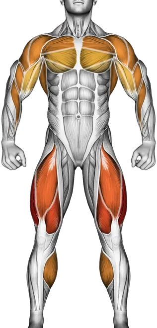 Walk Elliptical Cross Trainer — Muscles worked: Quadriceps, Chest, Front delts, Side delts, Rear delts, Lats, Upper back, Biceps, Forearms, Glutes, Hamstrings, Calves (Front)