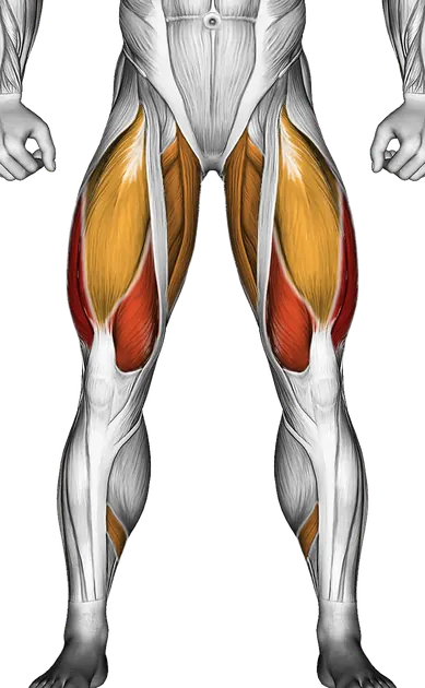 Bulgarian Split Squat Form: The Best Single-Leg Exercise — Muscles worked: Quadriceps, Glutes, Adductors, Hamstrings, Calves (Front)