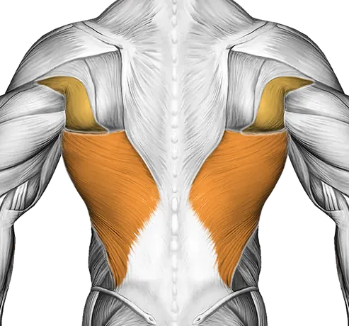 Back Pec Stretch — Muscles worked: Chest, Lats (Back)