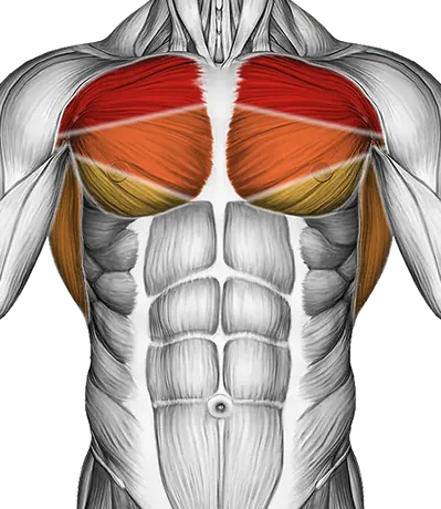 Back Pec Stretch — Muscles worked: Chest, Lats (Front)