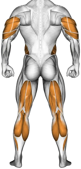 Spine Stretch Forward — Muscles worked: Core, Triceps, Obliques, Hamstrings, Calves (Back)