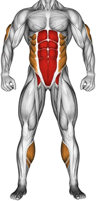 Spine Stretch Forward — Muscles worked: Core, Triceps, Obliques, Hamstrings, Calves (Front)