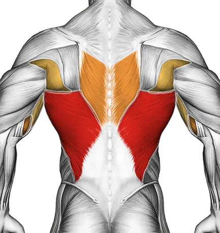 Wide Grip Rear Pull-Up — Muscles worked: Lats, Upper back, Biceps (Back)