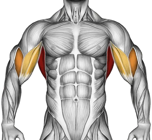 Wide Grip Rear Pull-Up — Muscles worked: Lats, Upper back, Biceps (Front)