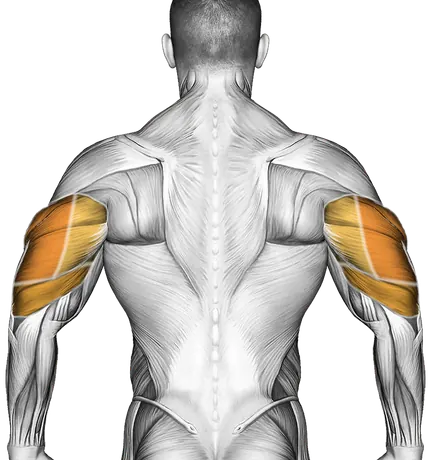 Cable Decline Press — Muscles worked: Chest, Front delts, Triceps (Back)