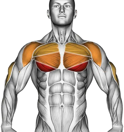 Cable Decline Press — Muscles worked: Chest, Front delts, Triceps (Front)