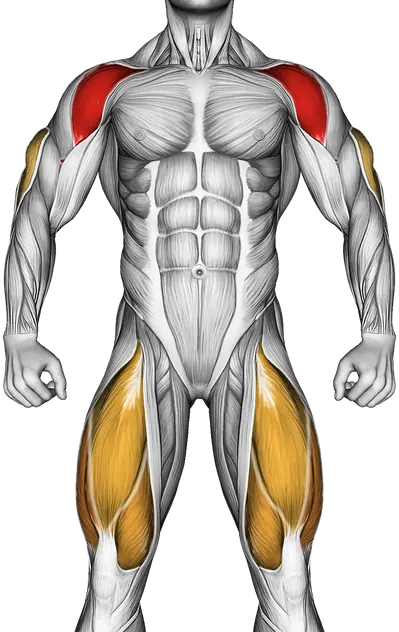 Barbell Clean and Press — Muscles worked: Front delts, Triceps, Glutes, Quadriceps (Front)