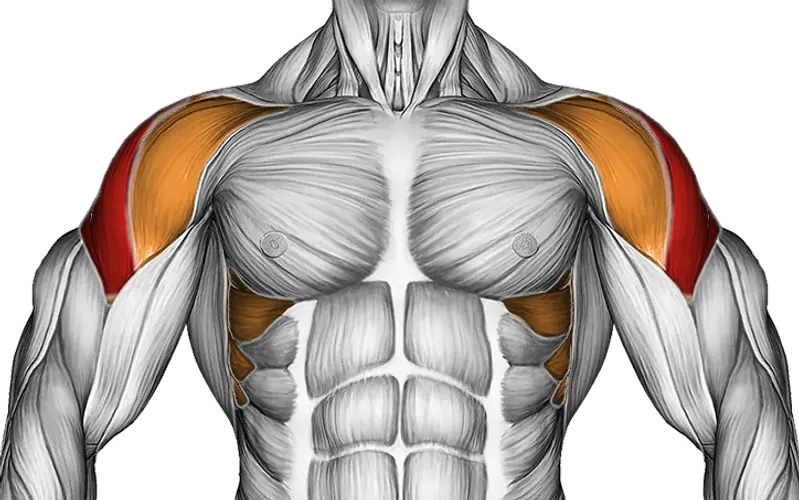 Cable Lateral Raise — Muscles worked: Side delts, Serratus, Front delts