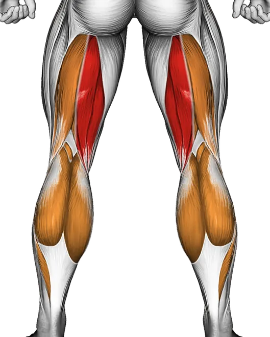Lever Lying Leg Curl — Muscles worked: Hamstrings, Calves