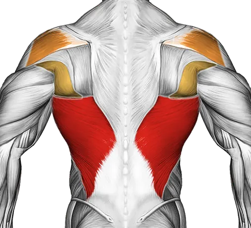 Cable Incline Pushdown — Muscles worked: Lats, Chest, Rear delts (Back)