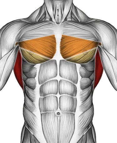 Cable Incline Pushdown — Muscles worked: Lats, Chest, Rear delts (Front)