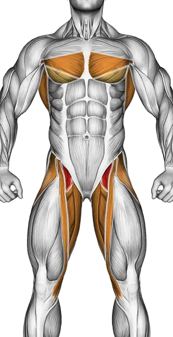 Band Assisted Wheel Rollout — Muscles worked: Core, Chest, Rear delts, Lats, Abductors, Quadriceps, Adductors (Front)