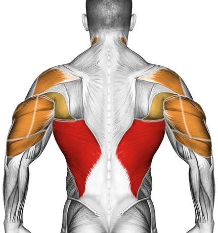 Old School Reverse Extensions — Muscles worked: Lats, Serratus, Rear delts, Triceps, Neck (Back)