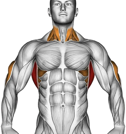 Old School Reverse Extensions — Muscles worked: Lats, Serratus, Rear delts, Triceps, Neck (Front)