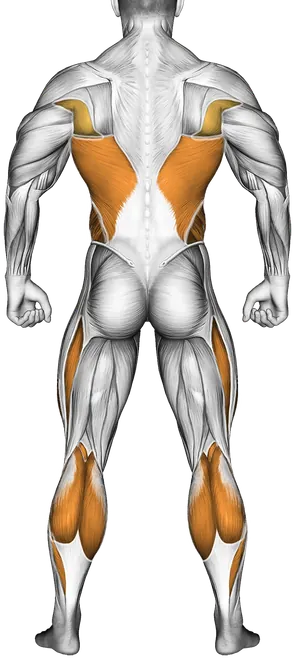 Starfish Crunch (Beginner) — Muscles worked: Core, Chest, Front delts, Lats, Obliques, Quadriceps, Calves (Back)
