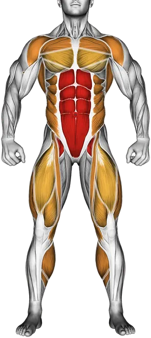 Starfish Crunch (Beginner) — Muscles worked: Core, Chest, Front delts, Lats, Obliques, Quadriceps, Calves (Front)