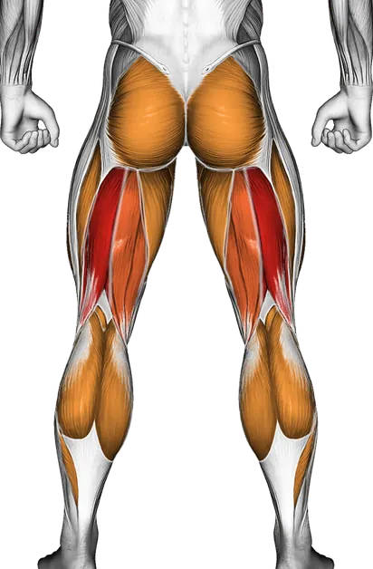 Kettlebell Deadlift — Muscles worked: Hamstrings, Glutes, Quadriceps, Adductors, Calves (Back)