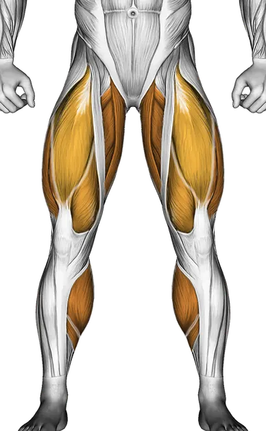 Kettlebell Deadlift — Muscles worked: Hamstrings, Glutes, Quadriceps, Adductors, Calves (Front)