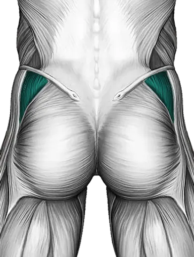 Abductors — Muscle parts: Gluteus medius, Tensor fasciae latae (Back)
