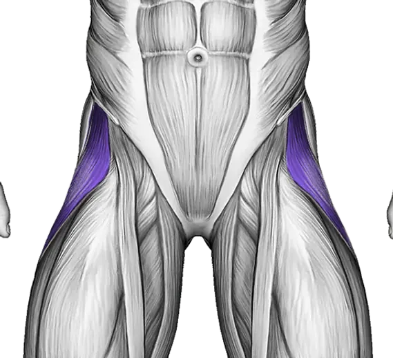 Abductors — Muscle parts: Gluteus medius, Tensor fasciae latae (Front)