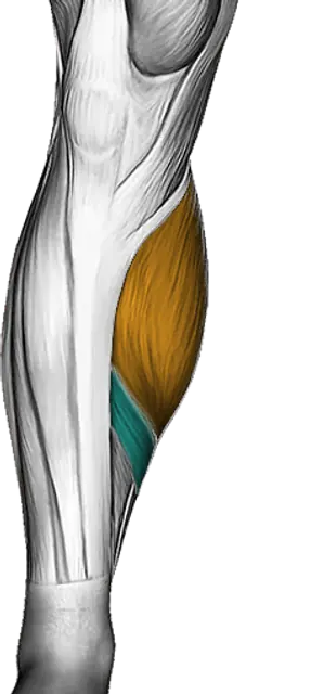 Calves — Muscle parts: Gastrocnemius, Soleus (Front)