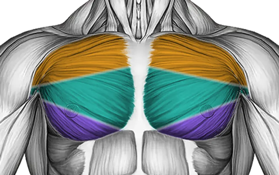 Chest — Muscle parts: Upper chest, Middle chest, Lower chest