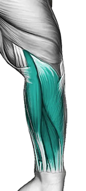 Forearms — Muscle parts: Brachioradialis, Wrist flexors, Wrist extensors (Back)