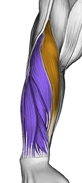 Forearms — Muscle parts: Brachioradialis, Wrist flexors, Wrist extensors (Front)