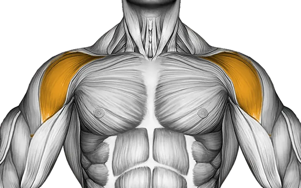 Front delts — Muscle parts: Front delts