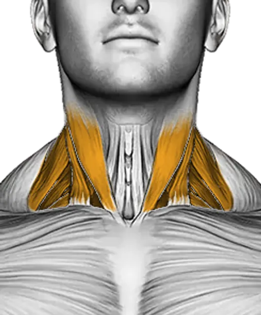 Neck — Muscle parts: Neck