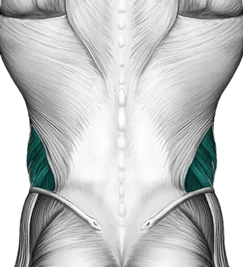 Obliques — Muscle parts: Obliques (Back)