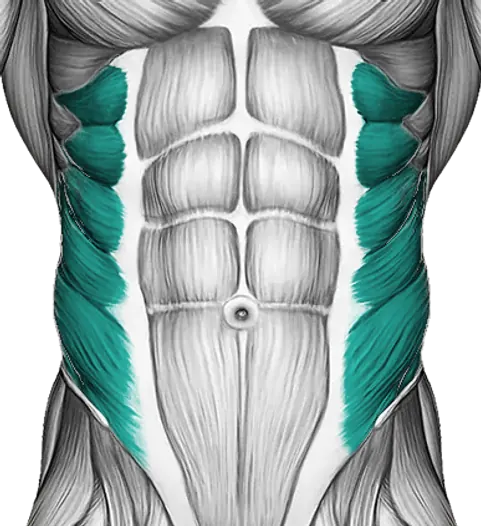 Obliques — Muscle parts: Obliques (Front)