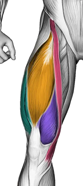 Quadriceps — Muscle parts: Rectus femoris, Vastus lateralis, Vastus medialis, Sartorius (Front)