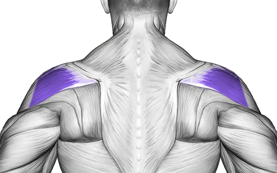 Rear delts — Muscle parts: Rear delts